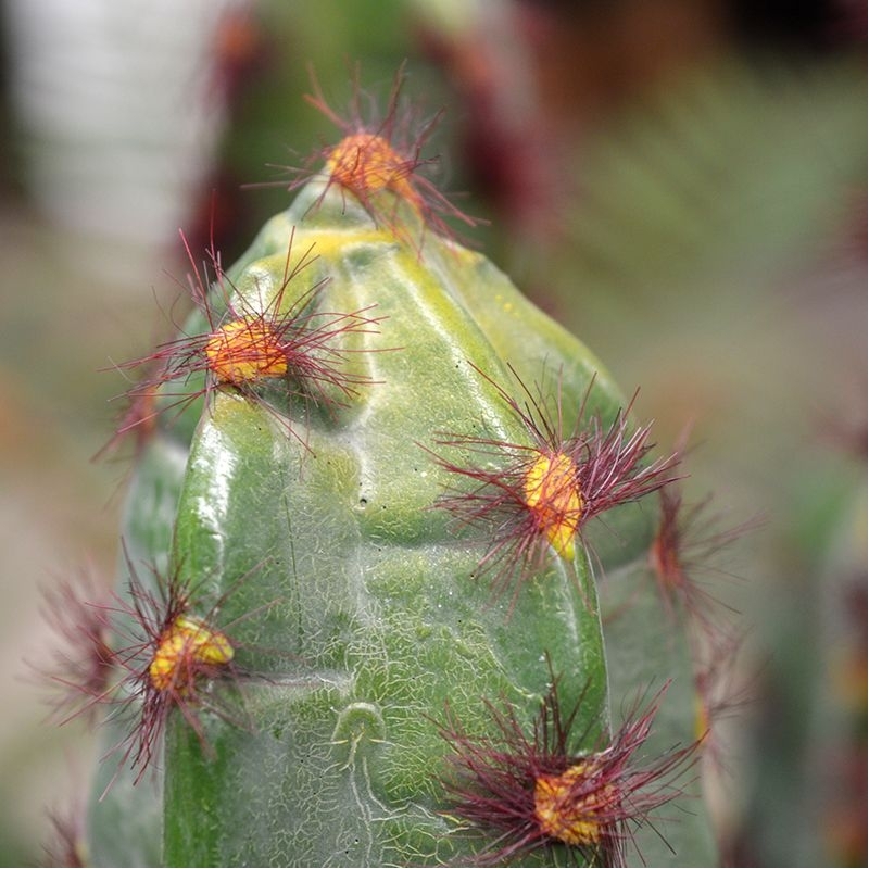 Cactus artificiale Euphorbia 70 cm