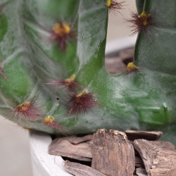 Cactus artificiale Euphorbia 70 cm