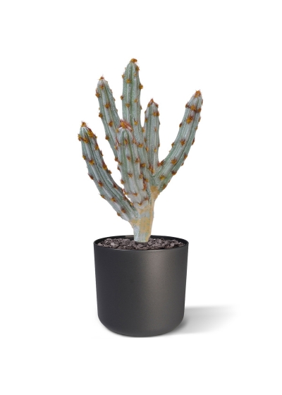 Bouquet artificiale di cactus Tetragonus 35 cm marrone