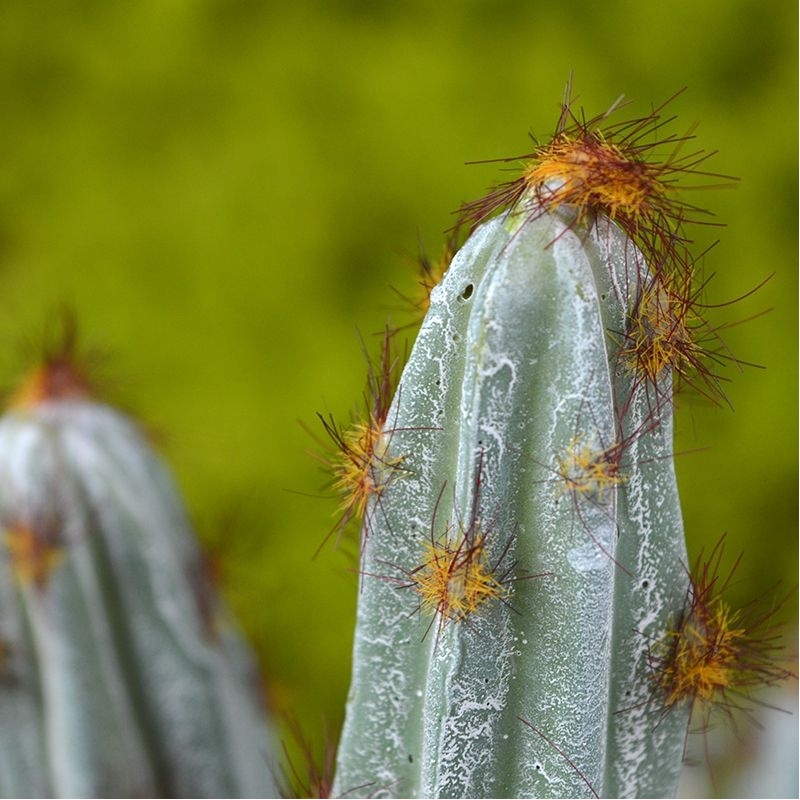 Bouquet artificiale di cactus Tetragonus 35 cm marrone