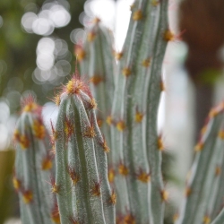 Bouquet artificiale di cactus Tetragonus 35 cm marrone