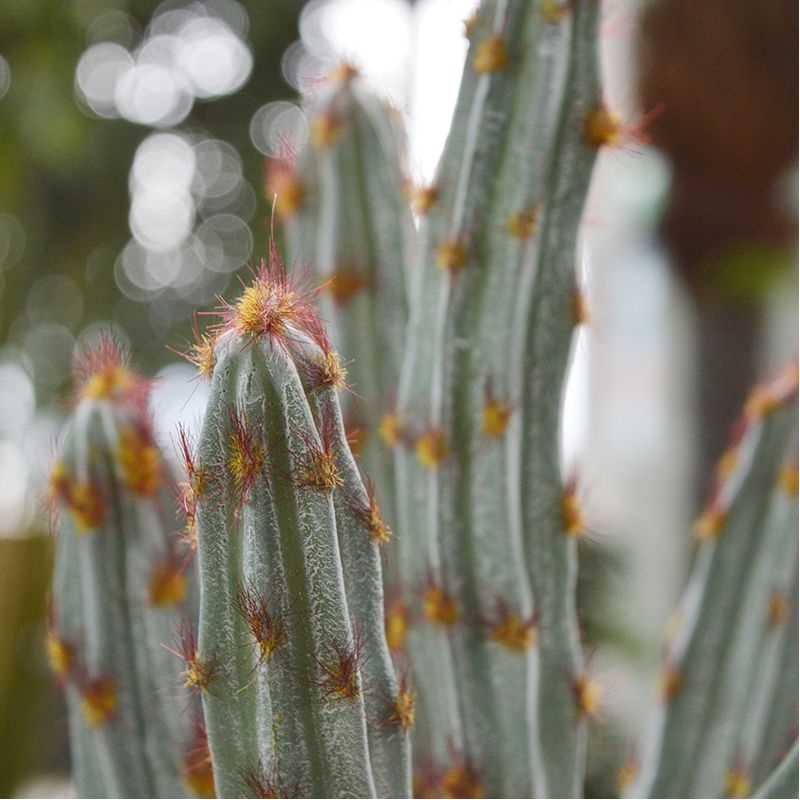 Bouquet artificiale di cactus Tetragonus 35 cm marrone