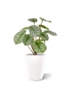 Cespuglio artificiale di Pepperomia RT 25 cm