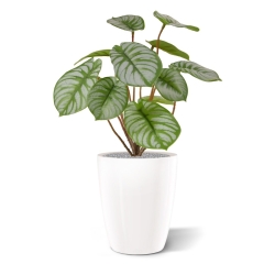 Cespuglio artificiale di Pepperomia RT 25 cm