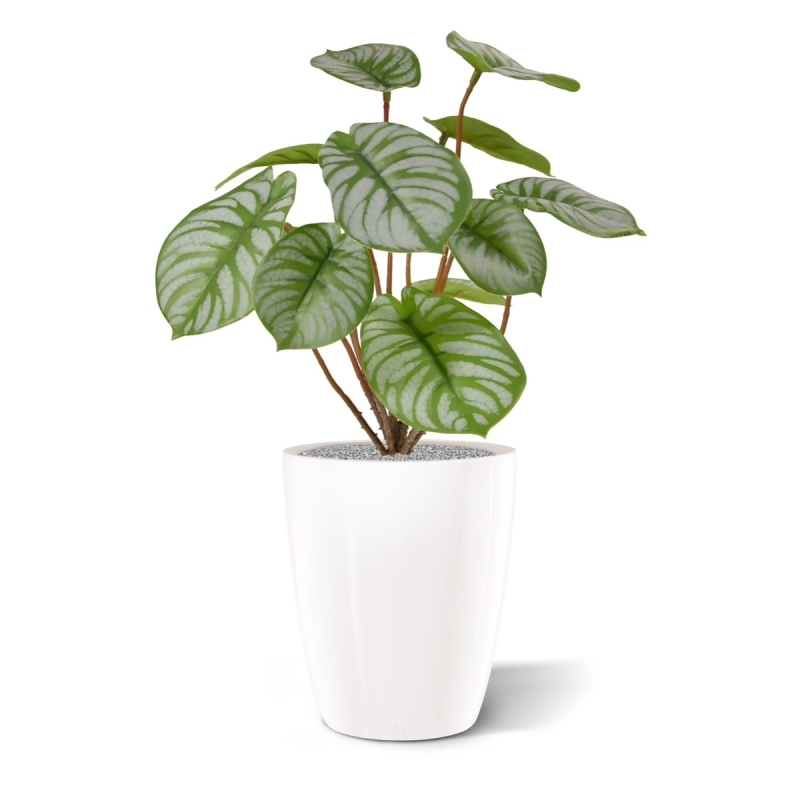 Cespuglio artificiale di Pepperomia RT 25 cm