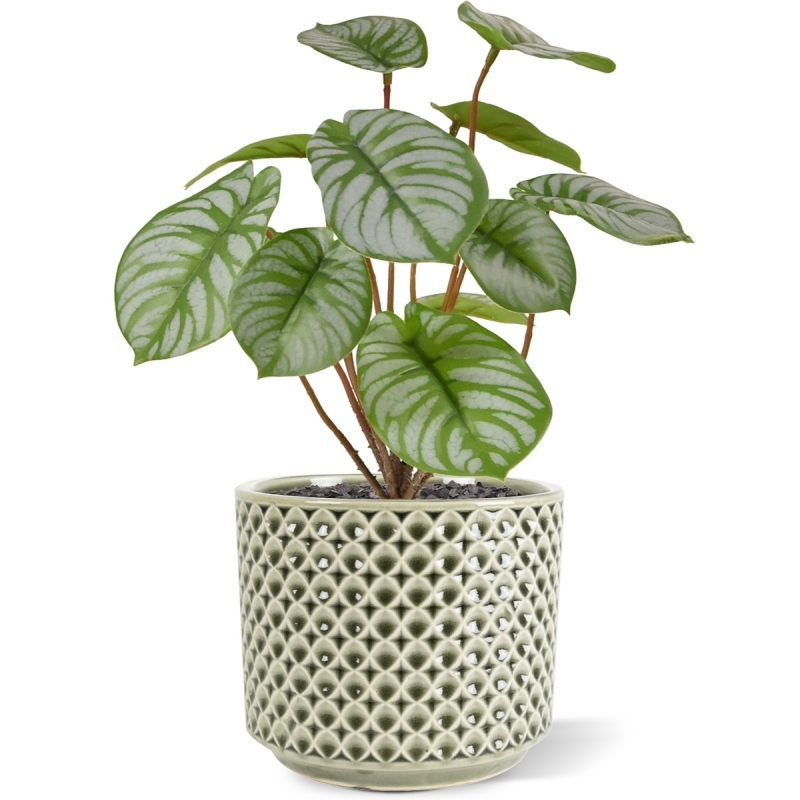 Cespuglio artificiale di Pepperomia RT 25 cm