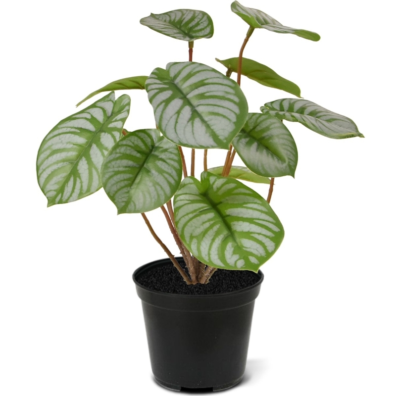 Cespuglio artificiale di Pepperomia RT 25 cm