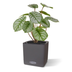 Cespuglio artificiale di Pepperomia RT 25 cm
