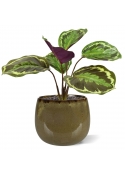 Cespuglio artificiale di Calathea Ornata 25 cm