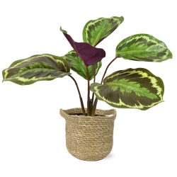 Cespuglio artificiale di Calathea Ornata 25 cm