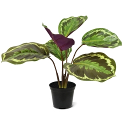 Cespuglio artificiale di Calathea Ornata 25 cm