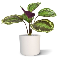 Cespuglio artificiale di Calathea Ornata 25 cm