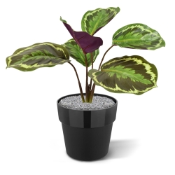 Cespuglio artificiale di Calathea Ornata 25 cm