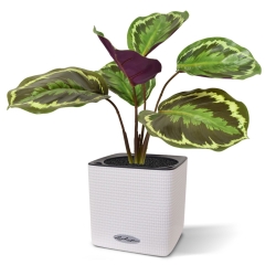 Cespuglio artificiale di Calathea Ornata 25 cm