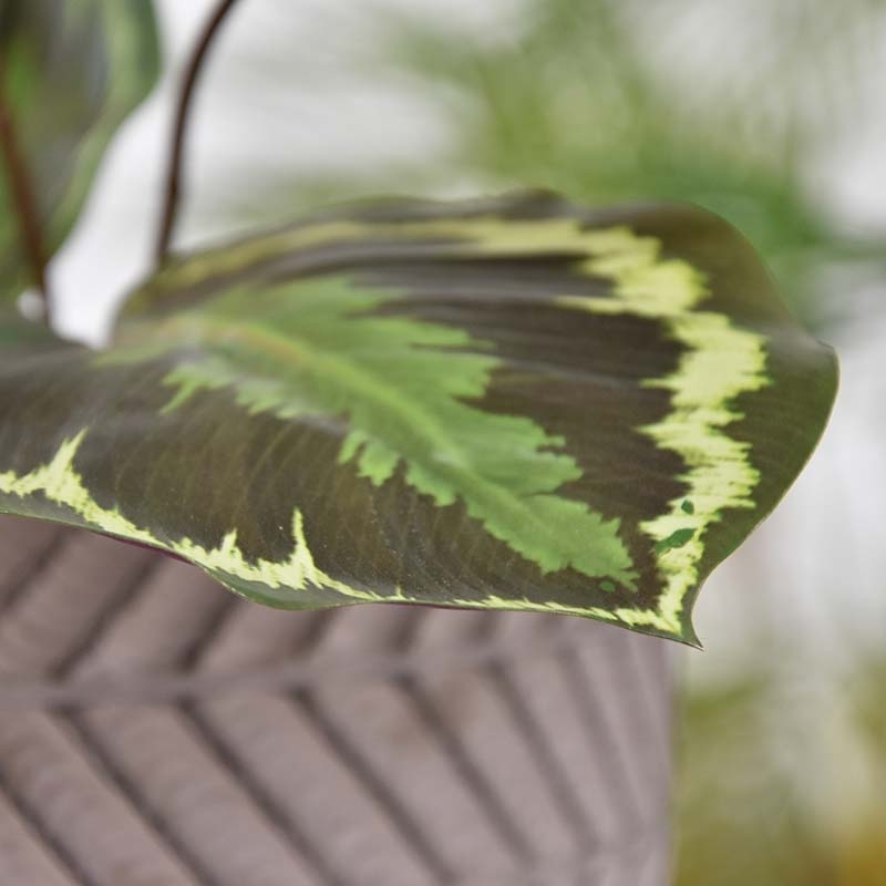Cespuglio artificiale di Calathea Ornata 25 cm