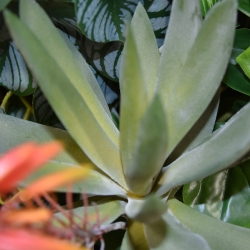 Pianta artificiale di Aloe Vera 30cm rosso