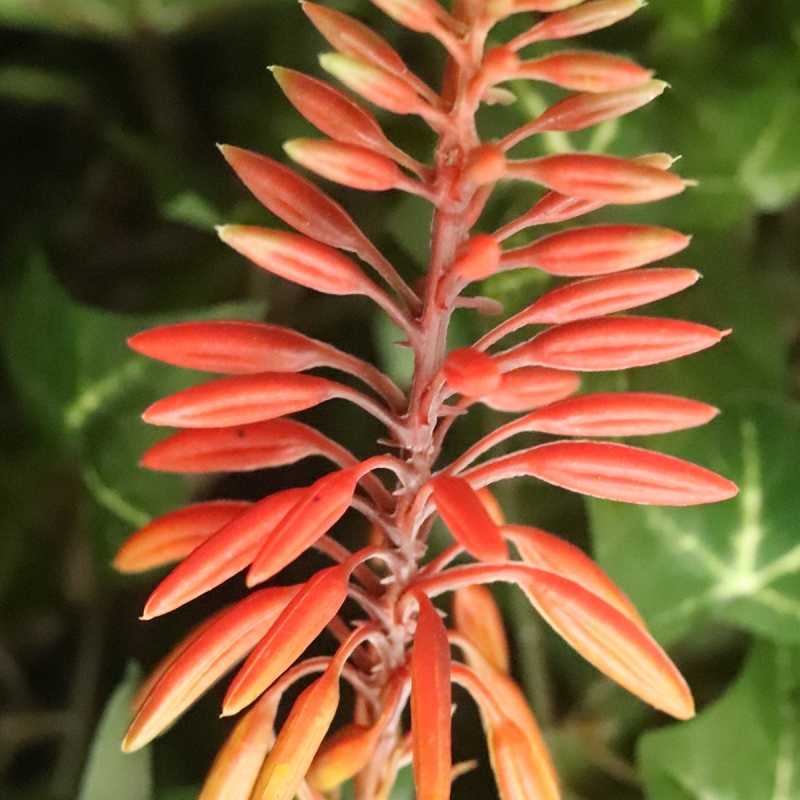 Pianta artificiale di Aloe Vera 30cm rosso