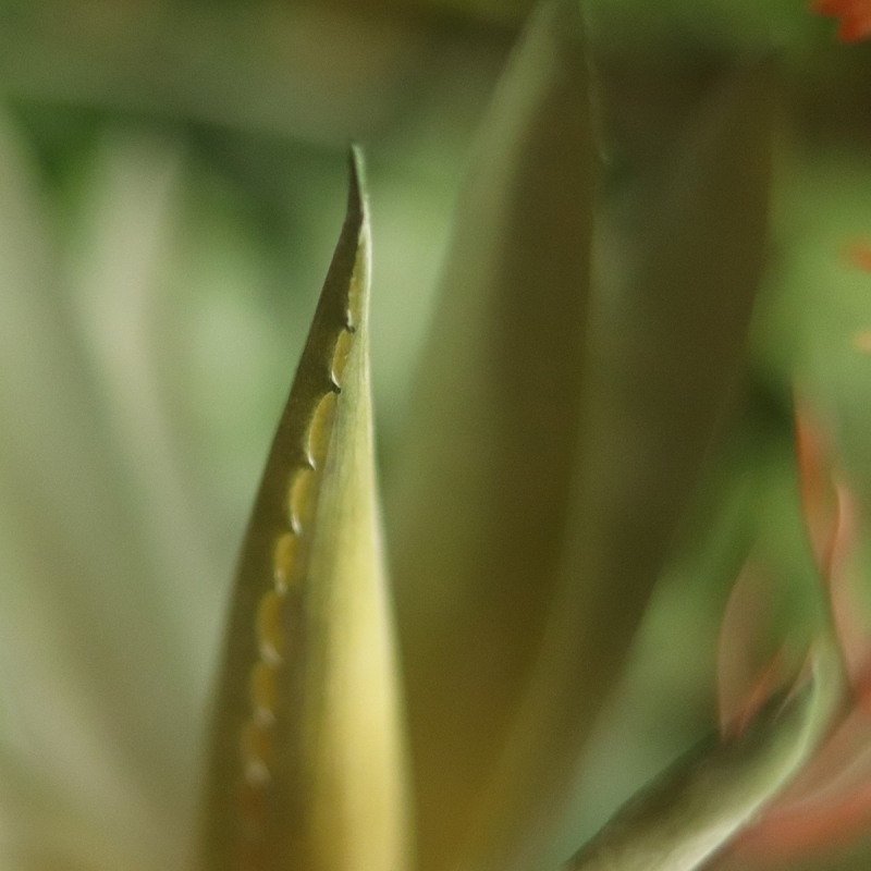 Pianta artificiale di Aloe Vera 30cm rosso