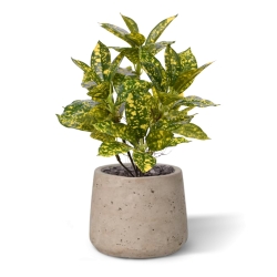 Acuba Japonica 35cm pianta artificiale