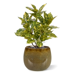 Acuba Japonica 35cm pianta artificiale