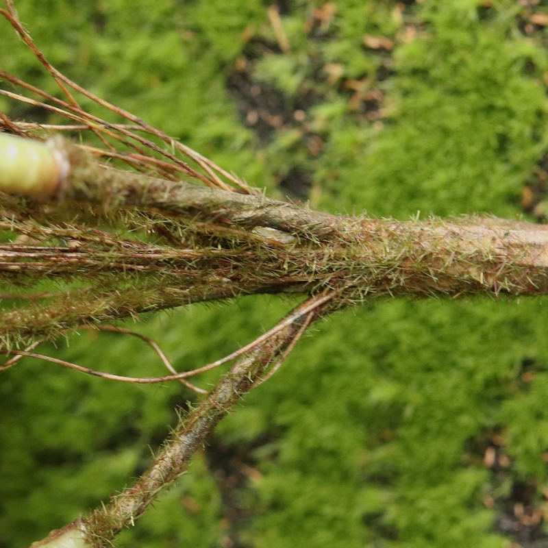 Acuba Japonica 35cm pianta artificiale