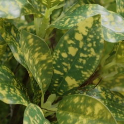 Acuba Japonica 35cm pianta artificiale