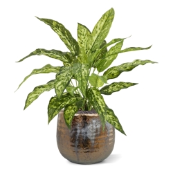 Pianta Aglaonema N Artificiale 40cm