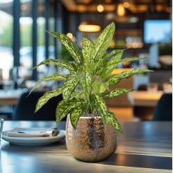 Pianta Aglaonema N Artificiale 40cm