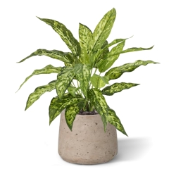 Pianta Aglaonema N Artificiale 40cm