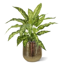 Pianta Aglaonema N Artificiale 40cm