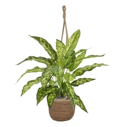 Pianta Aglaonema N Artificiale 40cm