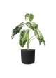 Alocasia Frydek Variegata Artificiale 60cm