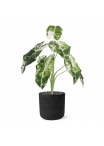 Alocasia Frydek Variegata Artificiale 60cm