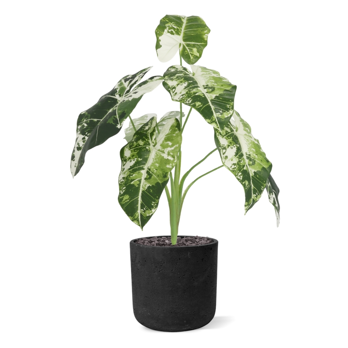 Alocasia Frydek Variegata Artificiale 60cm