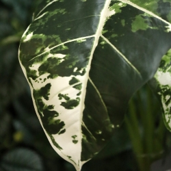 Alocasia Frydek Variegata Artificiale 60cm