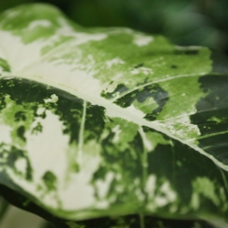 Alocasia Frydek Variegata Artificiale 60cm