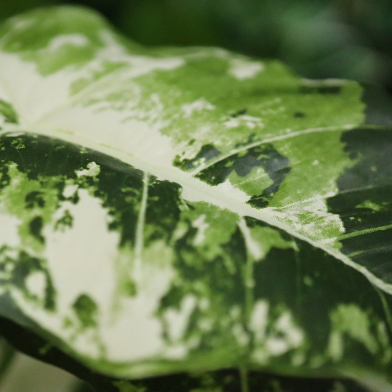 Alocasia Frydek Variegata Artificiale 60cm