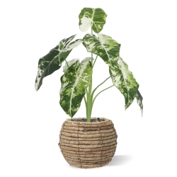 Alocasia Frydek Variegata Artificiale 60cm