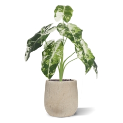 Alocasia Frydek Variegata Artificiale 60cm