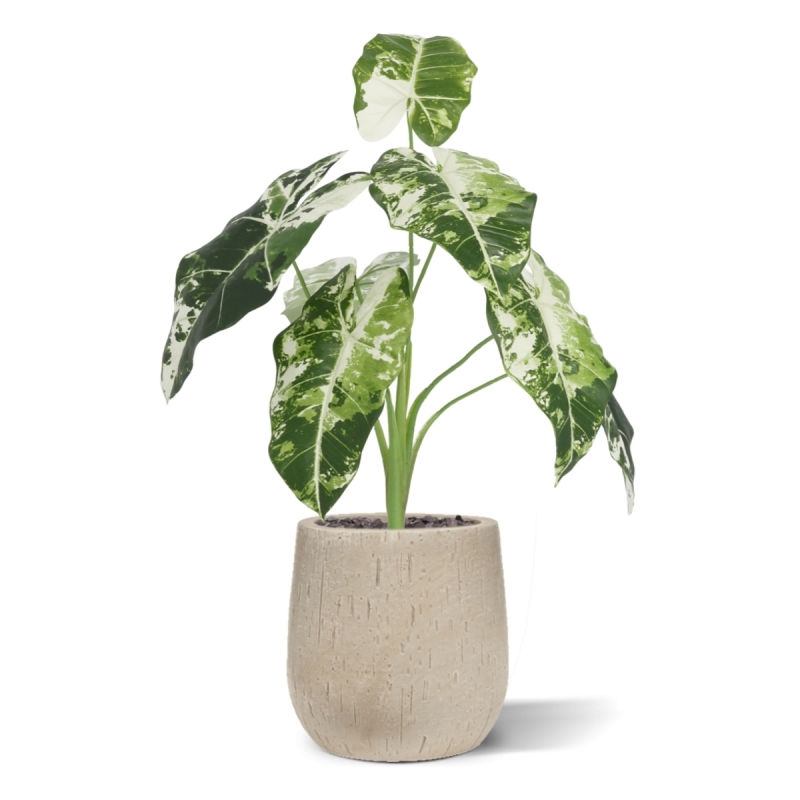 Alocasia Frydek Variegata Artificiale 60cm