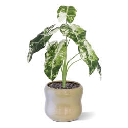 Alocasia Frydek Variegata Artificiale 60cm
