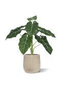 Alocasia Frydek Artificiale 60cm Verde