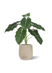 Alocasia Frydek Artificiale 60cm Verde