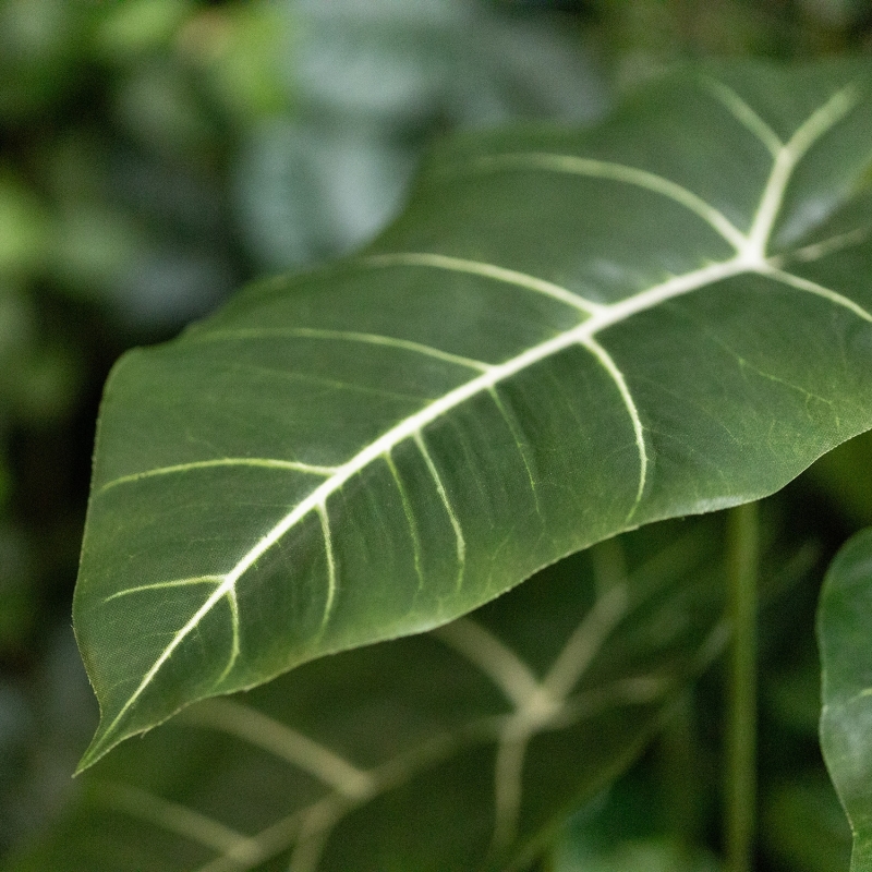 Alocasia Frydek Artificiale 60cm Verde