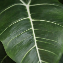 Alocasia Frydek Artificiale 60cm Verde