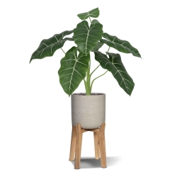 Alocasia Frydek Artificiale 60cm Verde