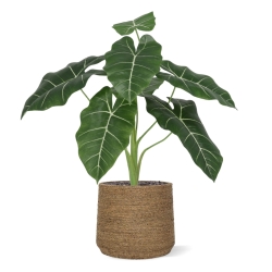 Alocasia Frydek Artificiale 60cm Verde