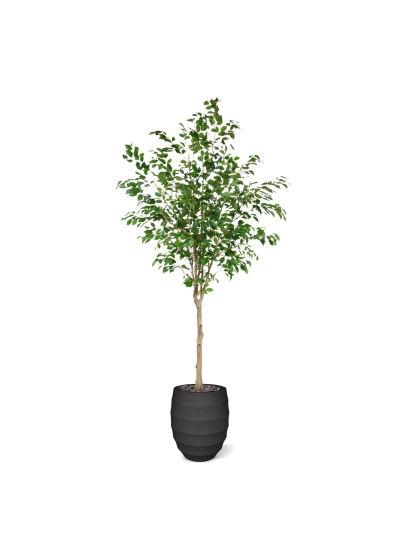 Ficus Exotica Sfera su tronco 230cm
