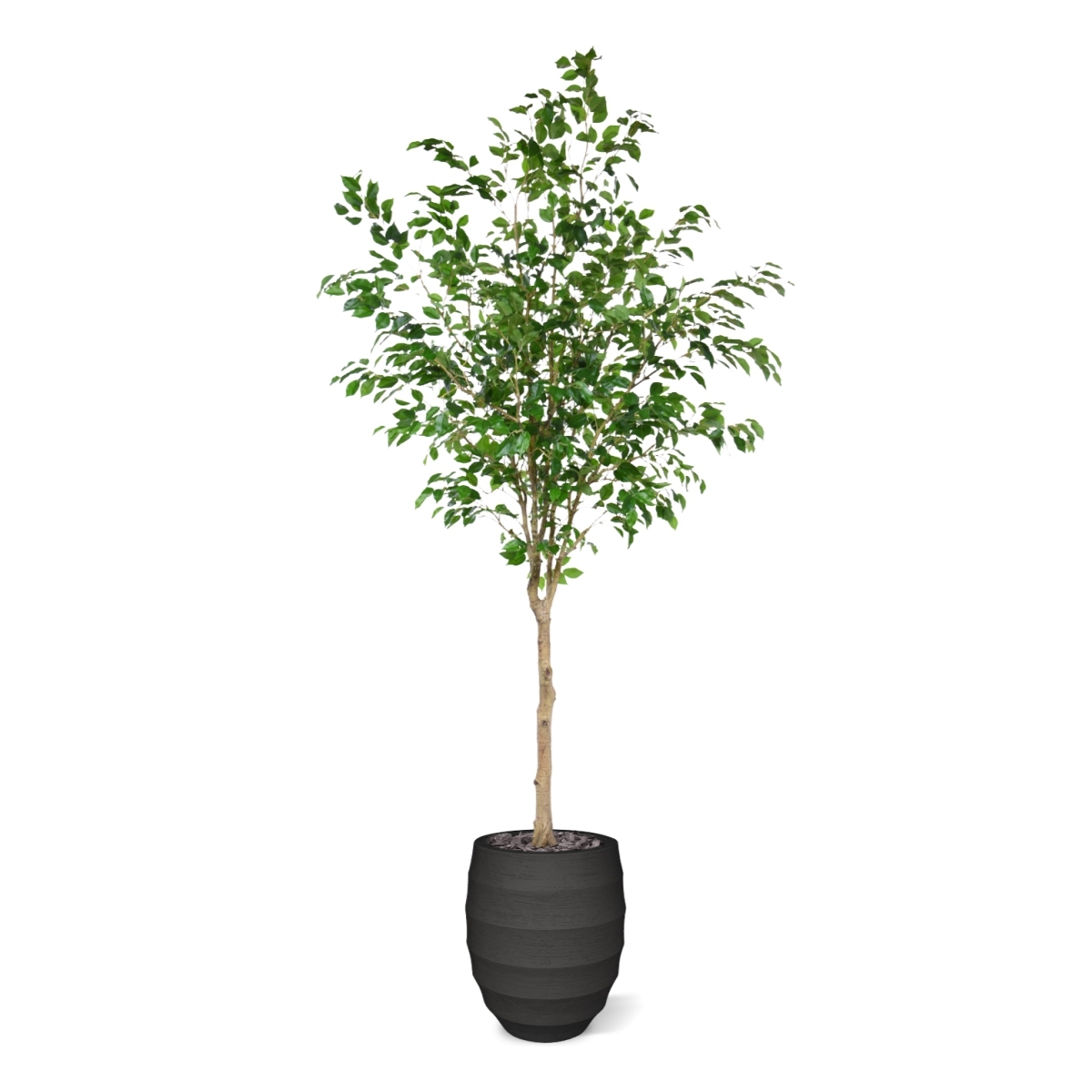 Ficus Exotica Sfera su tronco 230cm