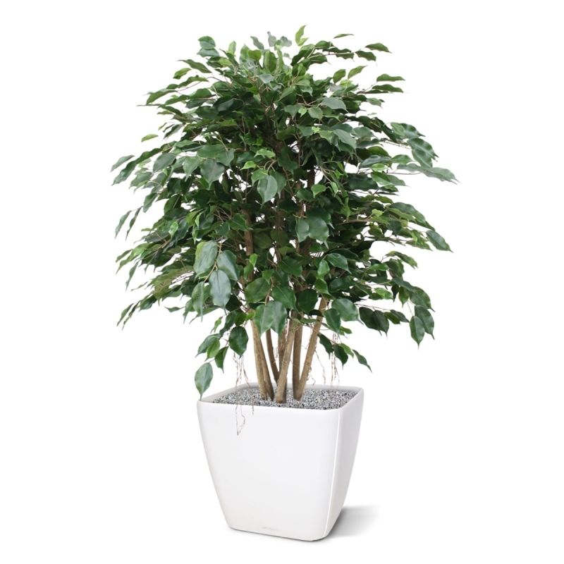 Ficus Exotica XL pianta artificiale 110 cm